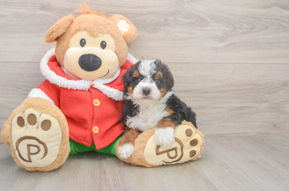 5 week old Mini Bernedoodle Puppy For Sale - Lone Star Pups
