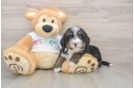 Little Mini Bernesedoodle Poodle Mix Puppy