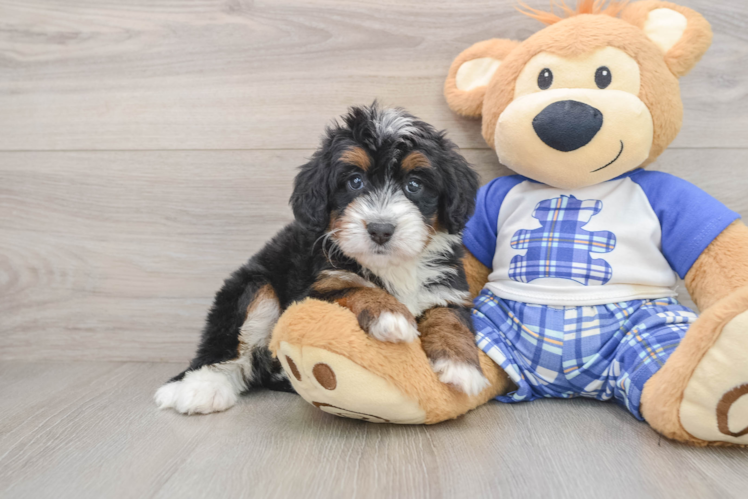 Mini Bernedoodle Pup Being Cute