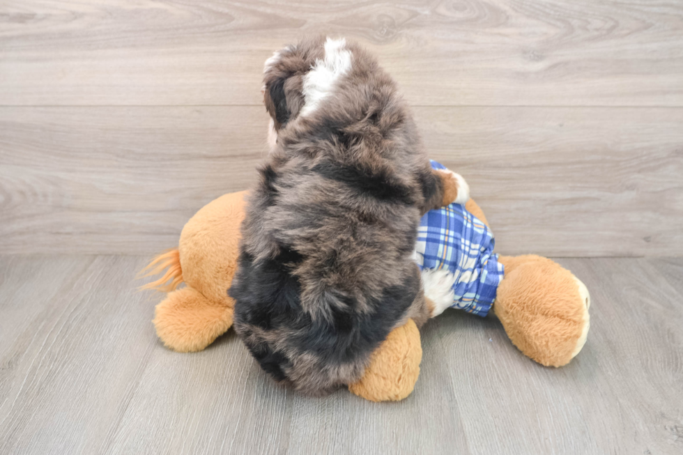 Popular Mini Bernedoodle Poodle Mix Pup