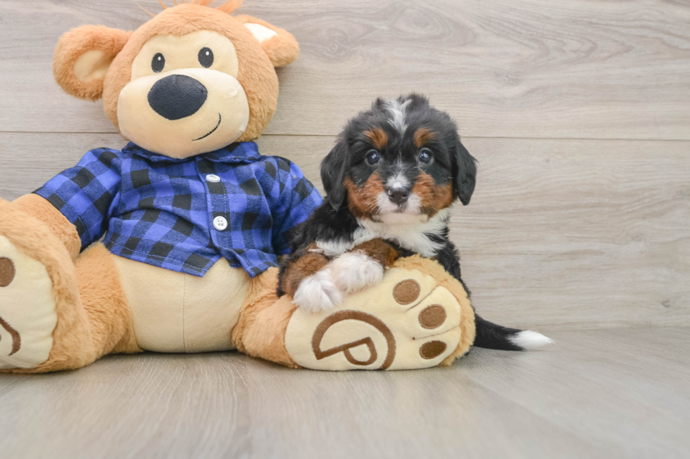 Friendly Mini Bernedoodle Baby