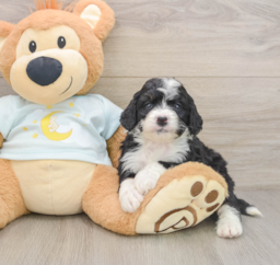 7 week old Mini Bernedoodle Puppy For Sale - Lone Star Pups