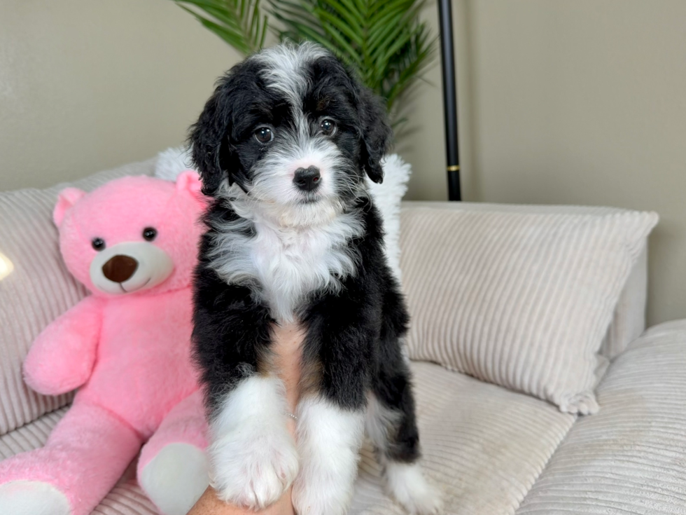 Cute Mini Bernedoodle Baby