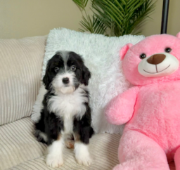 8 week old Mini Bernedoodle Puppy For Sale - Lone Star Pups