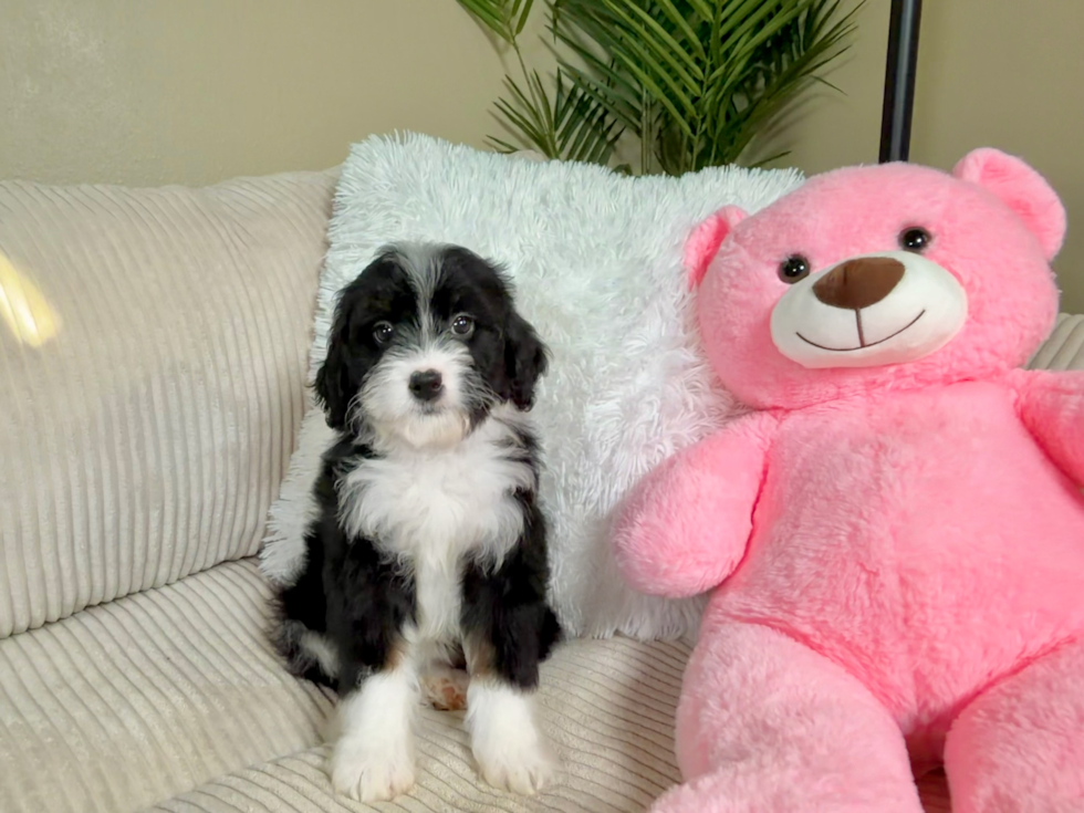Mini Bernedoodle Pup Being Cute