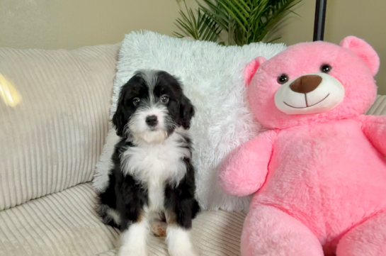 Mini Bernedoodle Pup Being Cute