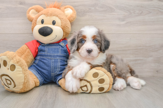 DAKOTA, a Mini Bernedoodle littermate
