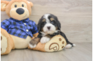 Mini Bernedoodle Puppy for Adoption