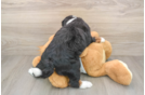 Mini Bernedoodle Pup Being Cute