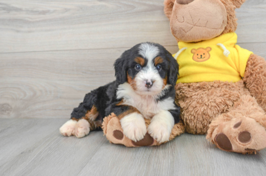 Mini Bernedoodle Puppy for Adoption