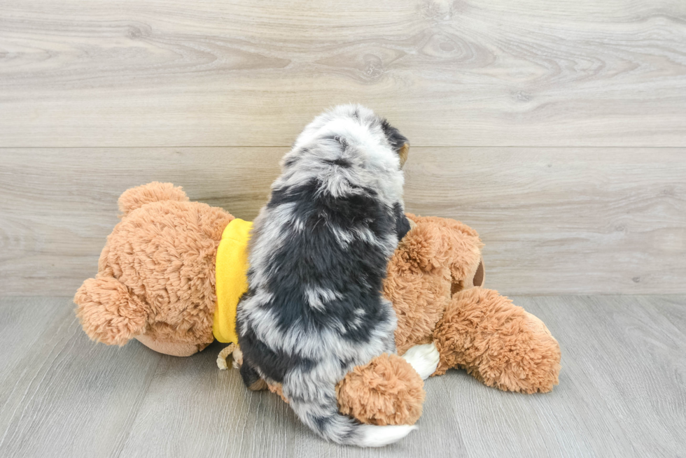 Popular Mini Bernedoodle Poodle Mix Pup