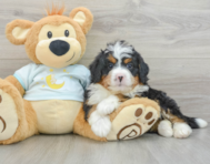 7 week old Mini Bernedoodle Puppy For Sale - Lone Star Pups