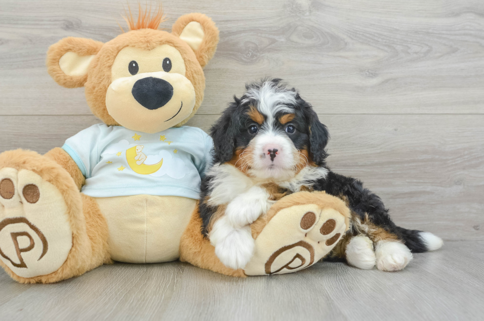 6 week old Mini Bernedoodle Puppy For Sale - Lone Star Pups