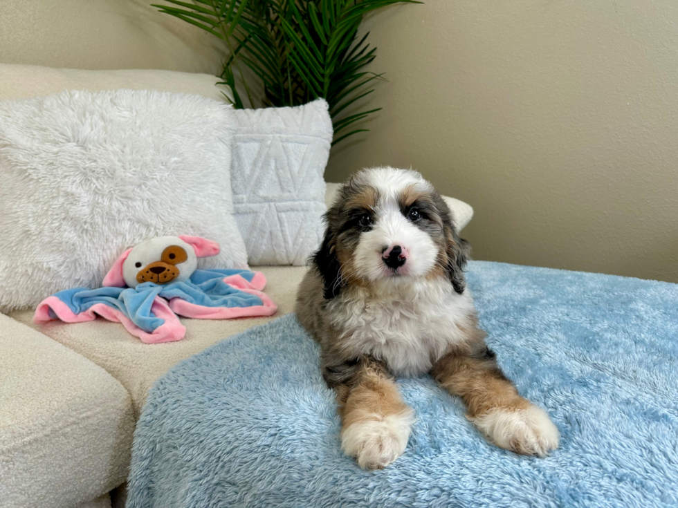 Cute Mini Bernedoodle Baby