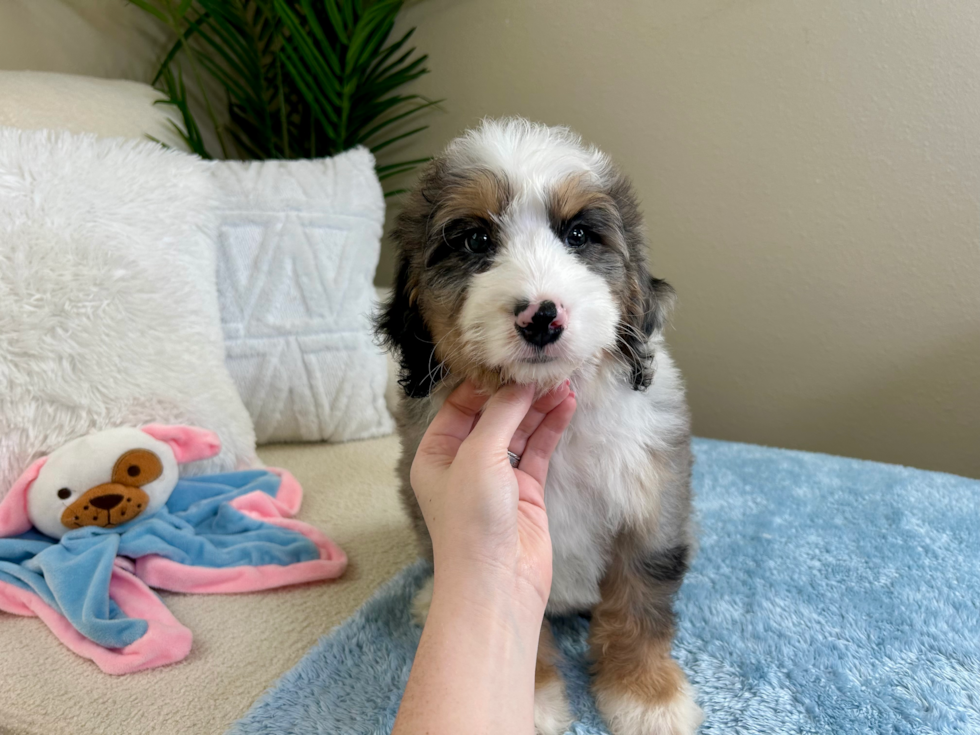 Mini Bernedoodle Pup Being Cute