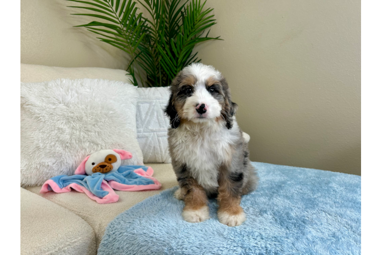 Cute Mini Bernesedoodle Poodle Mix Puppy