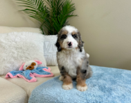 8 week old Mini Bernedoodle Puppy For Sale - Lone Star Pups
