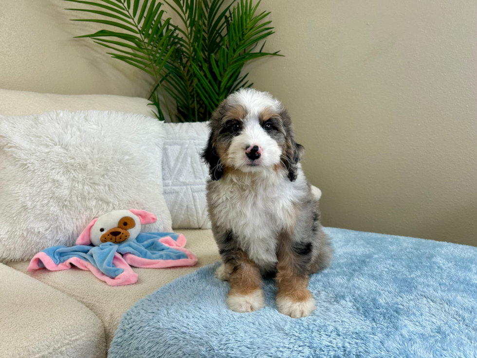 Cute Mini Bernesedoodle Poodle Mix Puppy