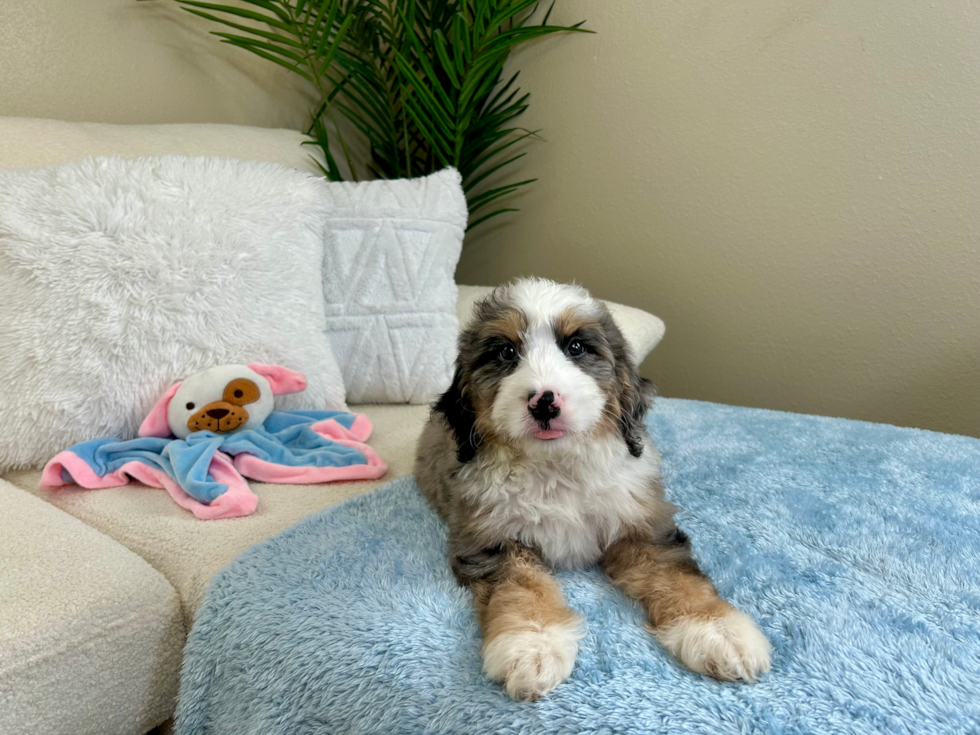 Cute Mini Bernedoodle Baby