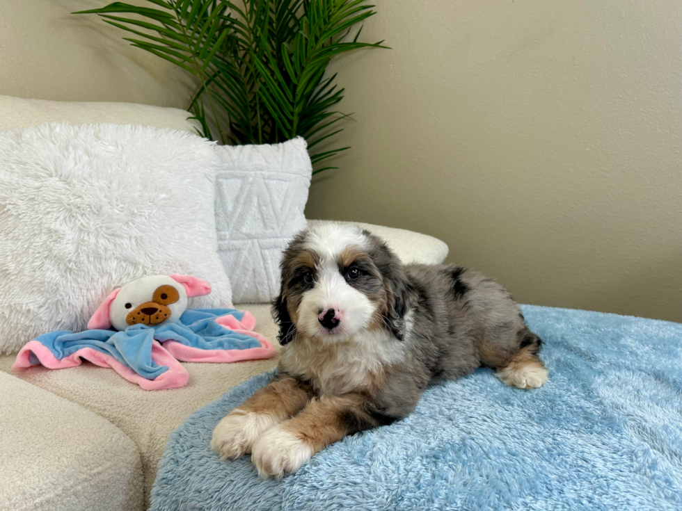 Best Mini Bernedoodle Baby