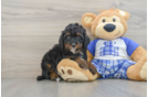 Mini Bernedoodle Puppy for Adoption