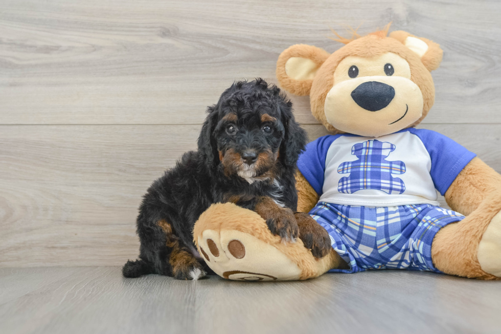 Mini Bernedoodle Puppy for Adoption