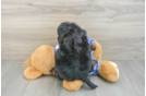 Mini Bernedoodle Puppy for Adoption