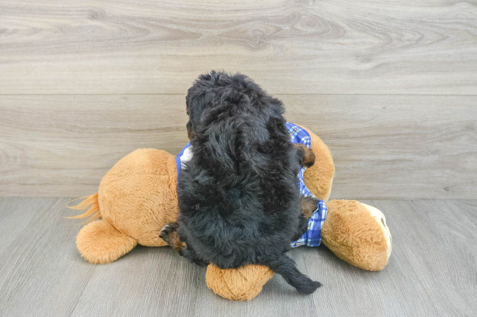 Mini Bernedoodle Puppy for Adoption
