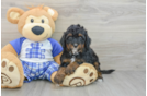 Best Mini Bernedoodle Baby