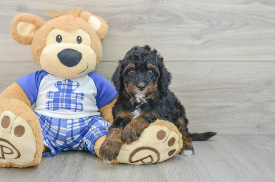 Best Mini Bernedoodle Baby