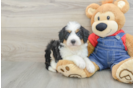 Best Mini Bernedoodle Baby
