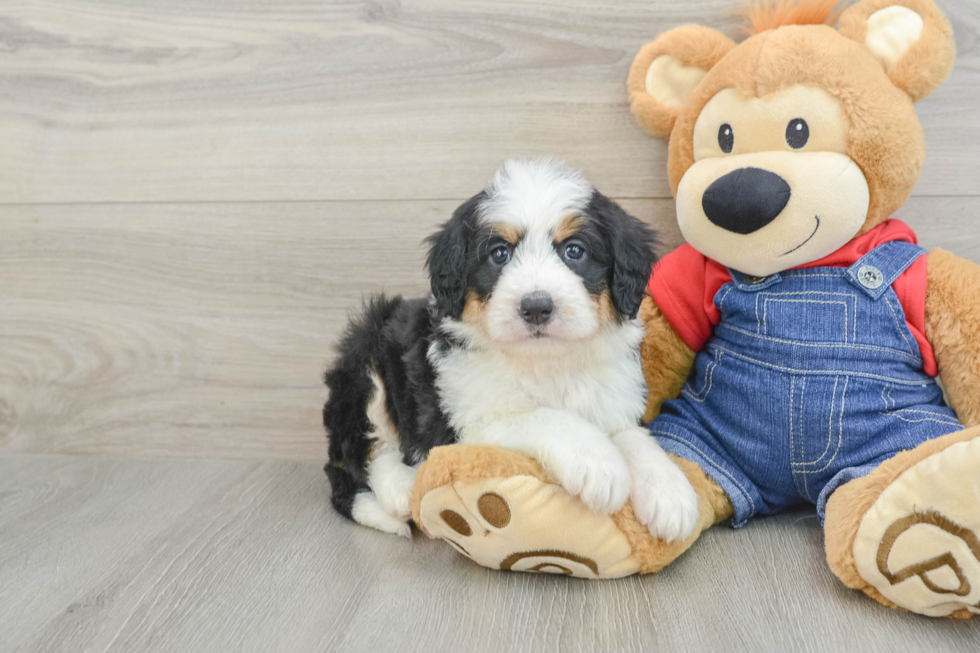 Best Mini Bernedoodle Baby