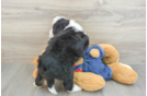 Best Mini Bernedoodle Baby