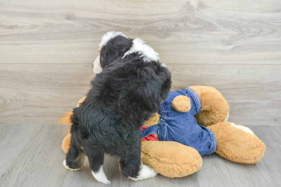 Best Mini Bernedoodle Baby