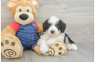 Mini Bernedoodle Puppy for Adoption