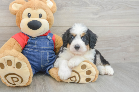 Mini Bernedoodle Puppy for Adoption