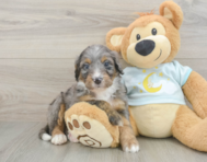 6 week old Mini Bernedoodle Puppy For Sale - Lone Star Pups