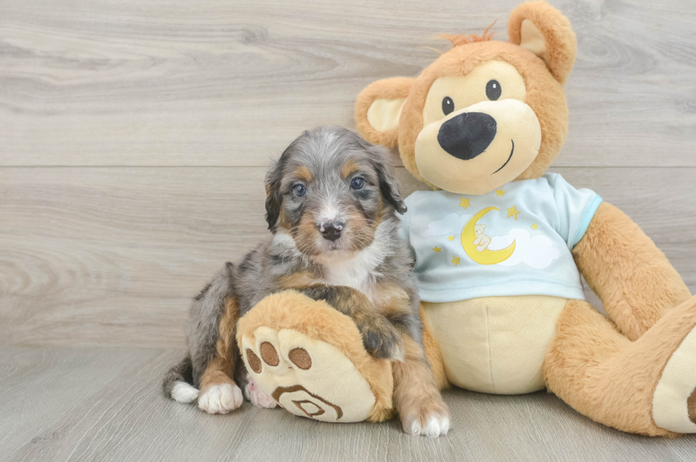 6 week old Mini Bernedoodle Puppy For Sale - Lone Star Pups