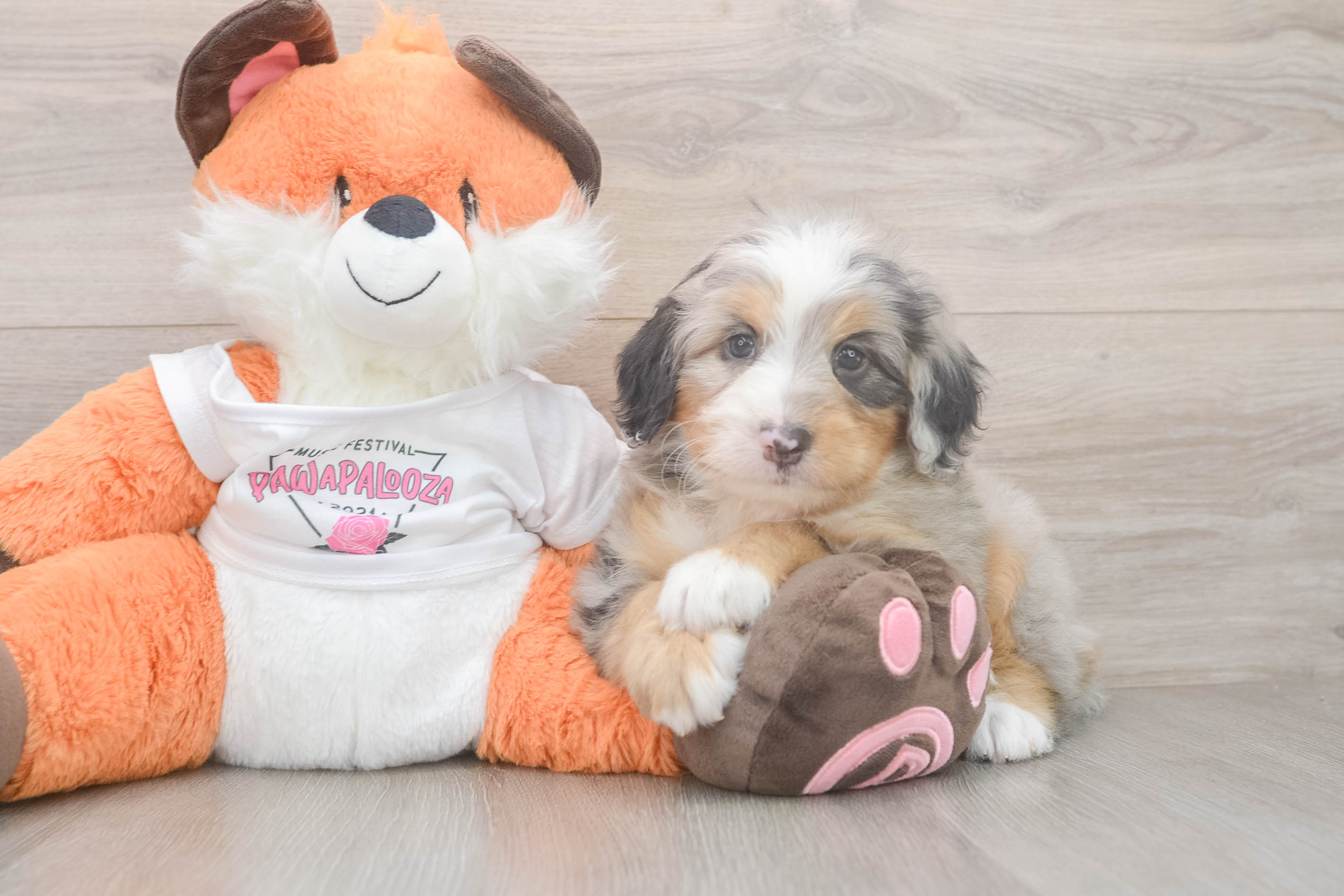 Mini Bernedoodle Pup Being Cute