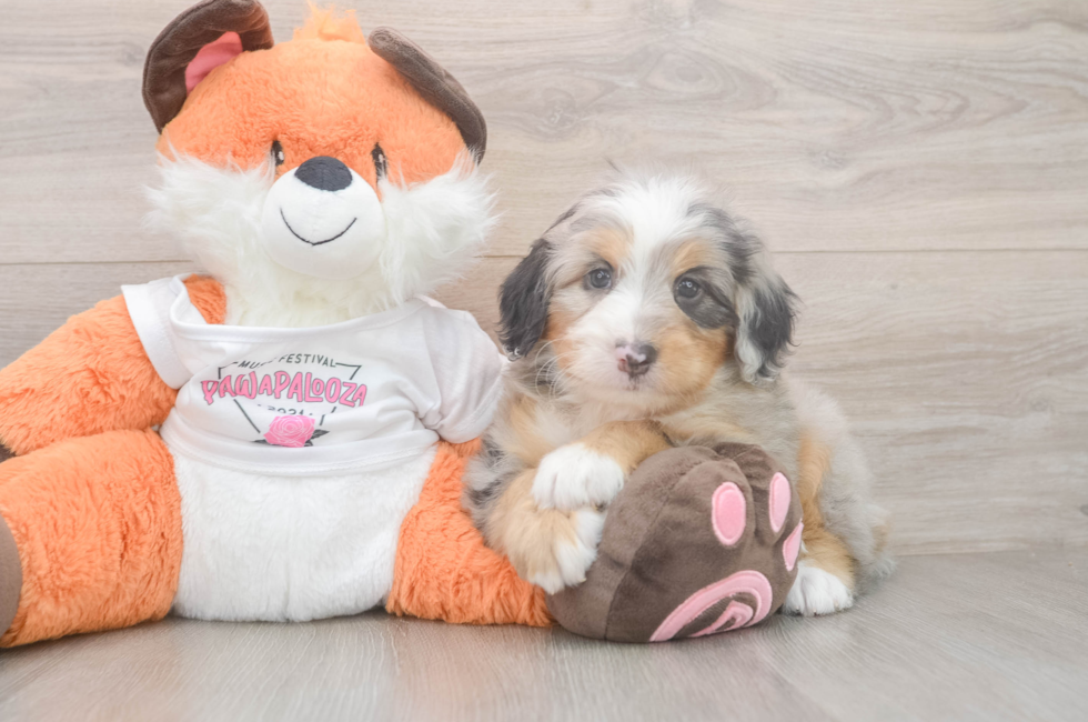 5 week old Mini Bernedoodle Puppy For Sale - Lone Star Pups