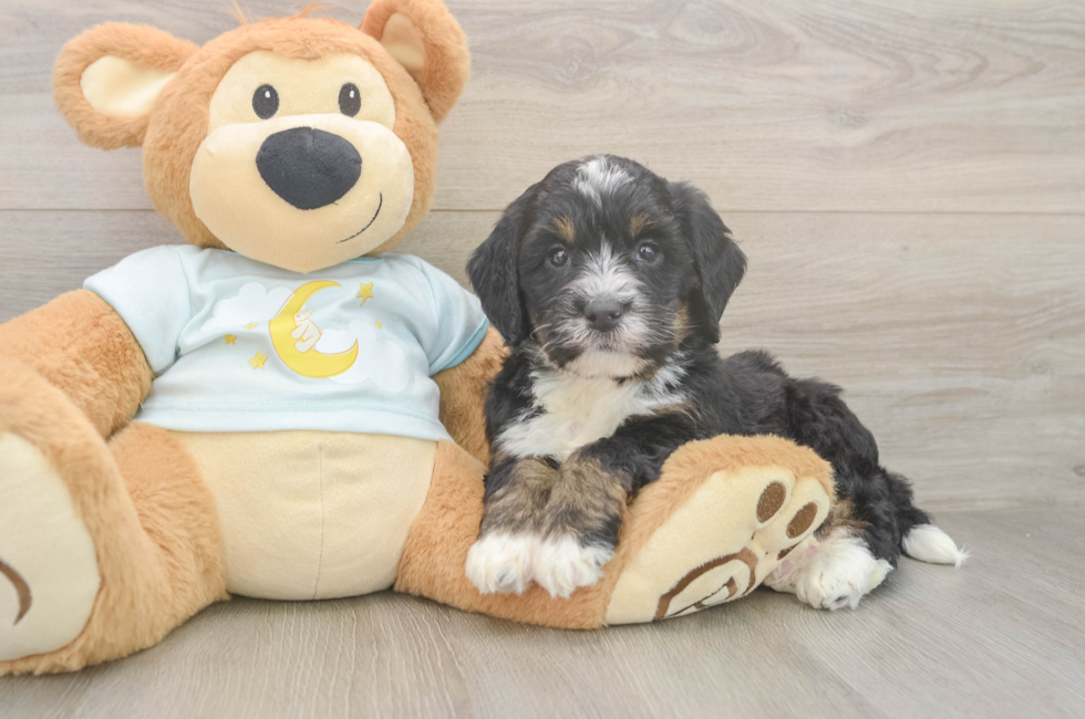 5 week old Mini Bernedoodle Puppy For Sale - Lone Star Pups