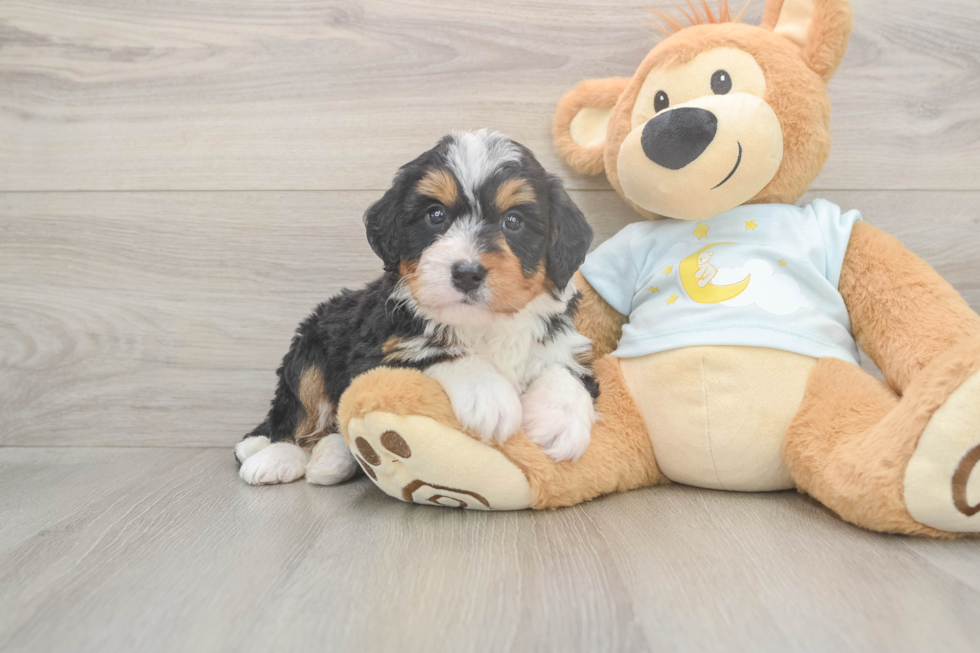Friendly Mini Bernedoodle Baby