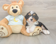 5 week old Mini Bernedoodle Puppy For Sale - Lone Star Pups