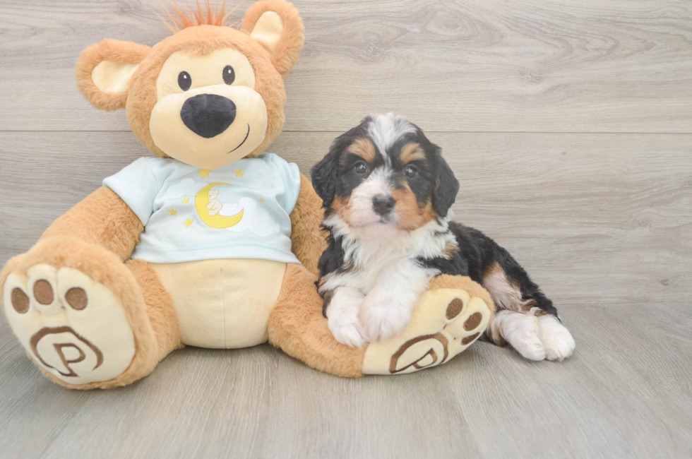 5 week old Mini Bernedoodle Puppy For Sale - Lone Star Pups