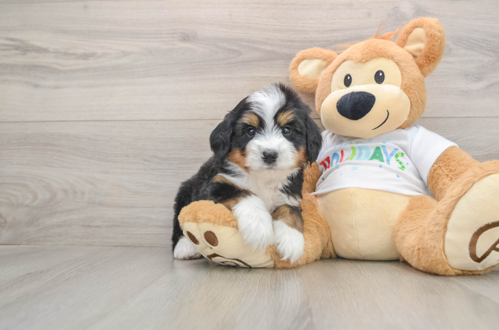 5 week old Mini Bernedoodle Puppy For Sale - Lone Star Pups