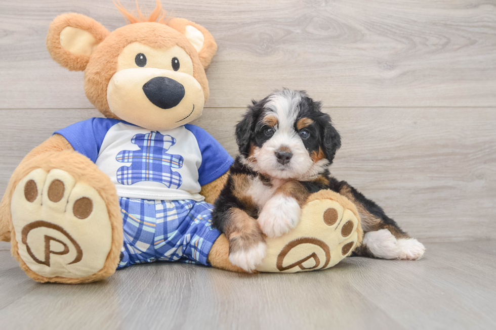Mini Bernedoodle Puppy for Adoption