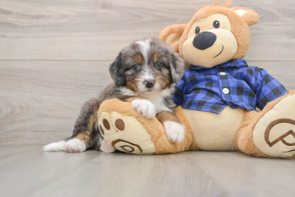 Mini Bernedoodle Pup Being Cute