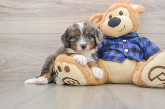 Mini Bernedoodle Pup Being Cute