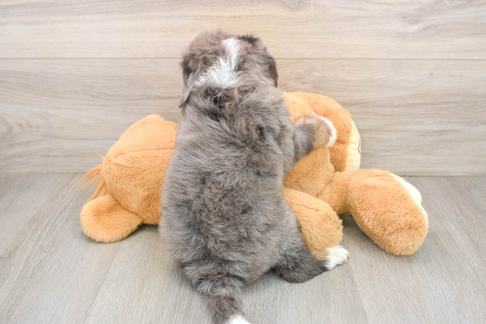 Cute Mini Bernedoodle Baby