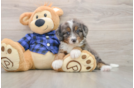 Energetic Mini Bernadoodle Poodle Mix Puppy